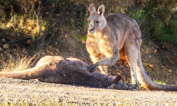Heartbreaking Photo Shows Kangaroo Buck Grieving Over Mate Killed by Speeding Car