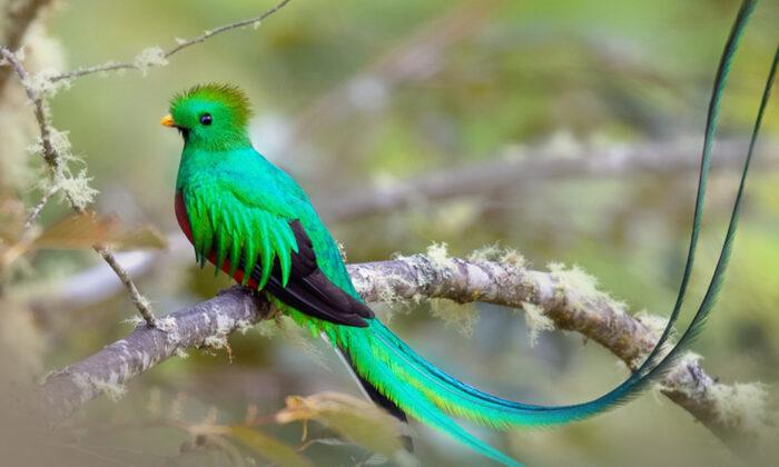 Meet the Gorgeous Resplendent Quetzal, One of the World’s Most Beautiful Birds