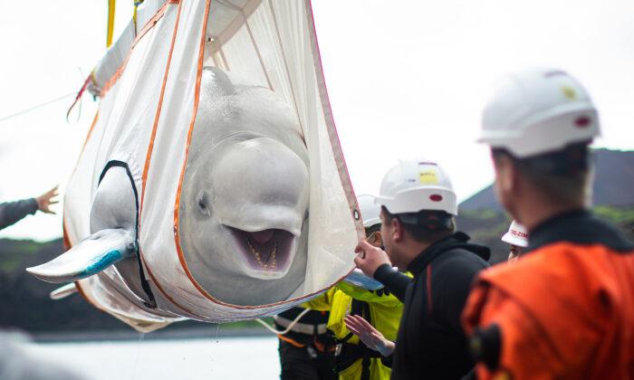 Two Beluga Whales Finally Reach the Sea After Epic Journey From Years in Captivity