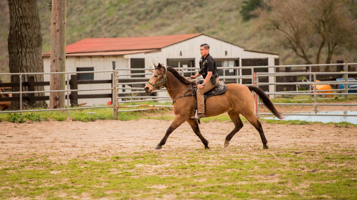 Senior Airman Michael Terrazas, 30th Security Forces Squadron conservation patrolman, does arena work with Military Working Horse "Buck" Feb. 21, 2019, at Vandenberg Air Force Base, Calif. (Courtesy of U.S. Air Force photo by Airman 1st Class Hanah Abercrombie)