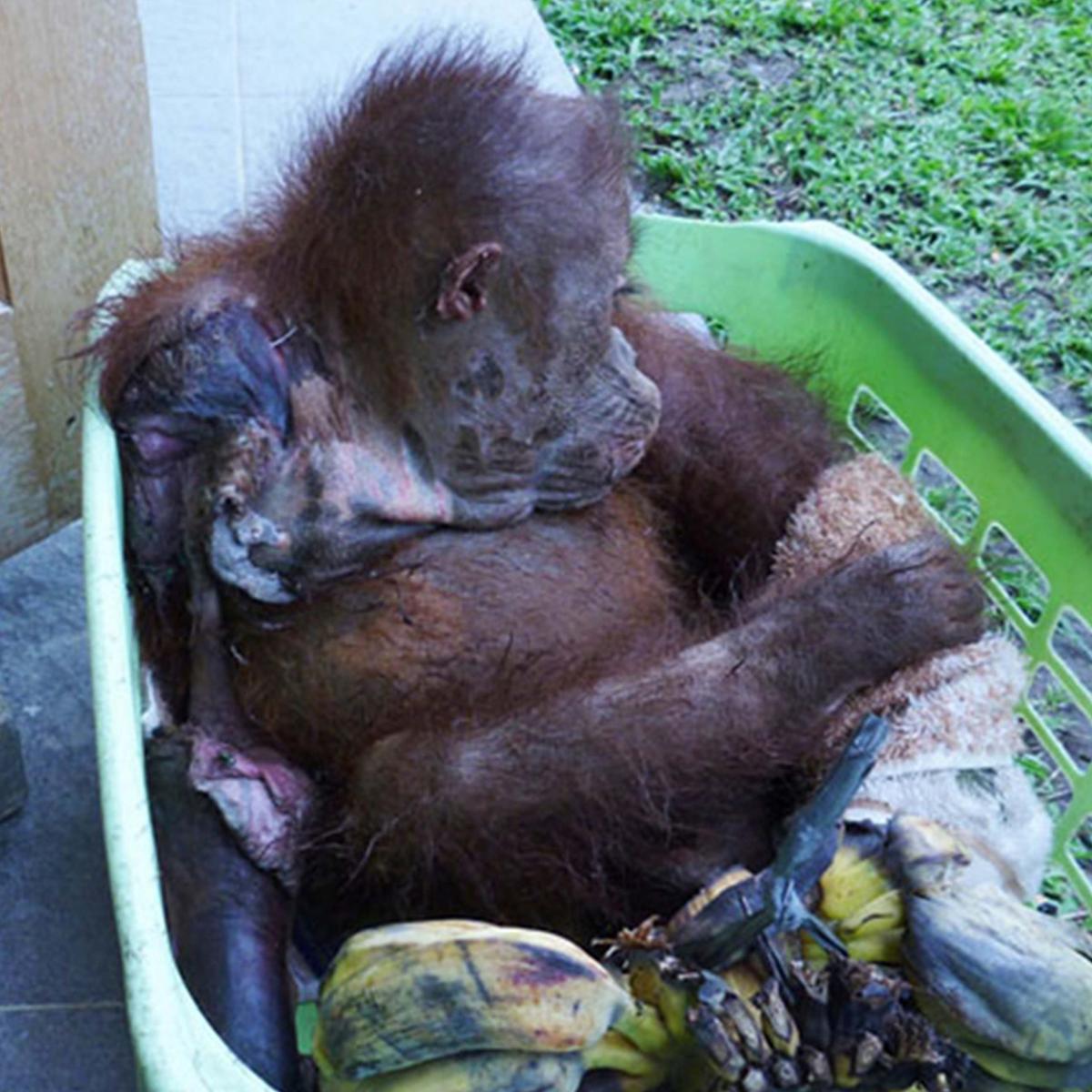Kopral when he arrived at the sanctuary as a baby (Caters News)