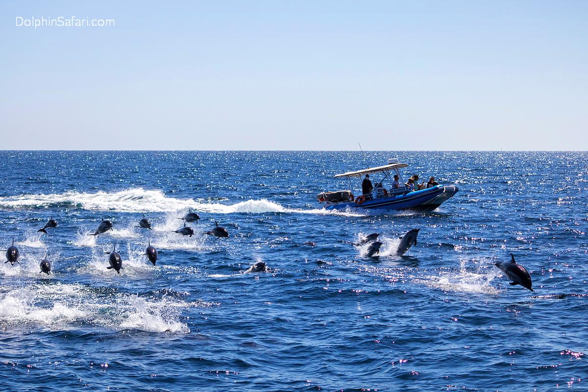 This photo provided by Capt. Dave’s Whale Watching Safari shows some of 300 dolphins caught on camera Sunday, Aug. 9, 2020, stampeding across the ocean near Dana Point, Calif. (Capt. Dave’s Whale Watching Safari via AP)