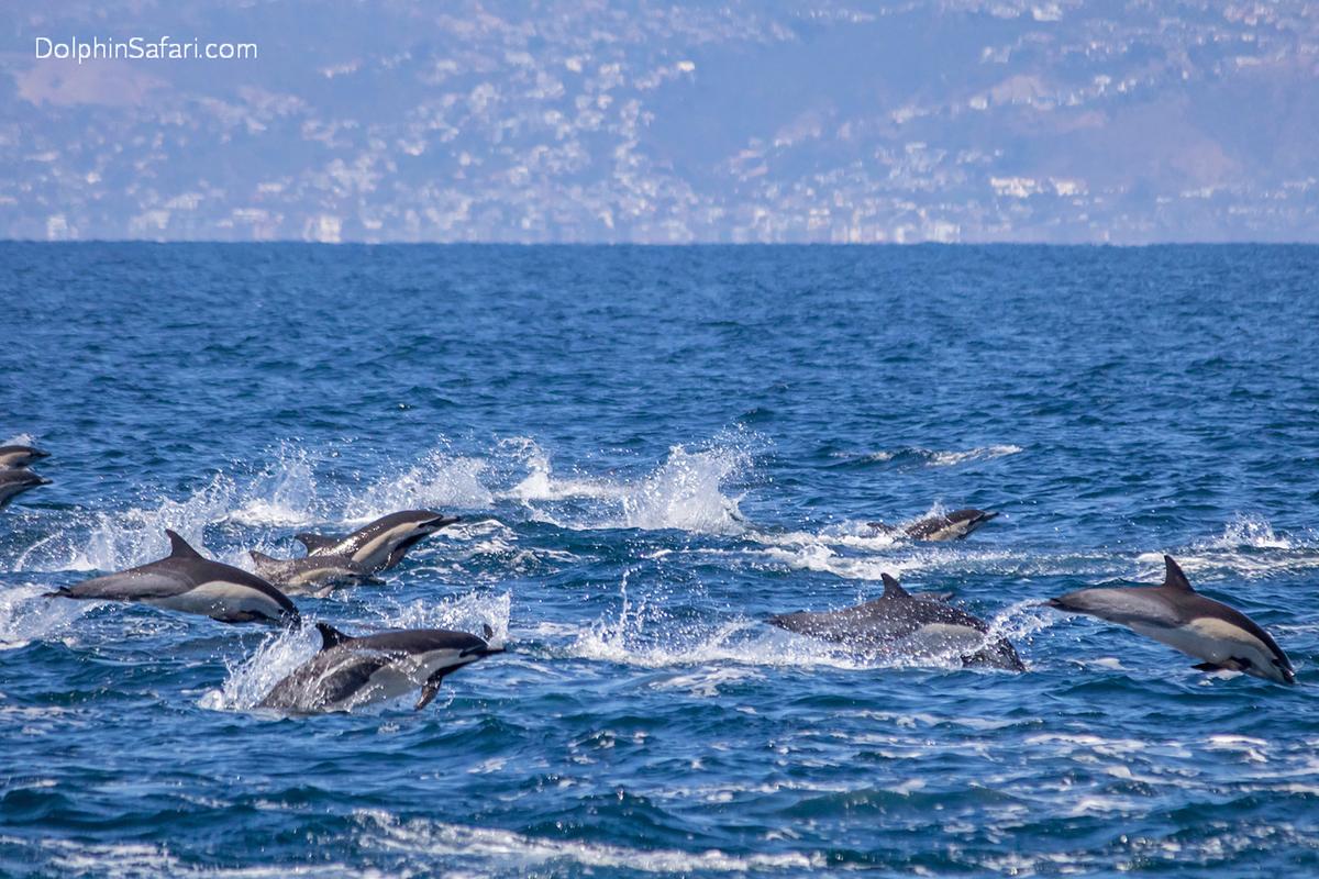 A minutes-long video captured by Capt. Dave’s Whale Watching Safari shows dolphins leaping several feet into the air above the glistening waters. The Orange County Register reported that dolphins move fastest while porpoising out of the water since there is less resistance in the air than in water. (Capt. Dave’s Whale Watching Safari via AP)