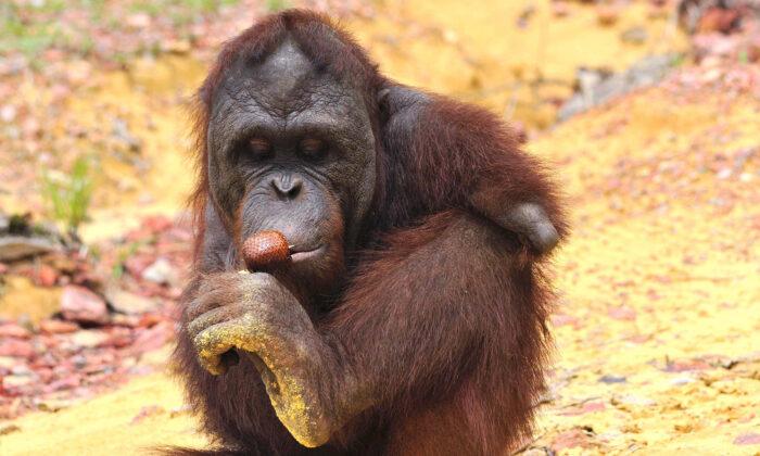 Orangutan Lost Both Arms Escaping Captivity, Makes Inspiring Comeback in Forest Sanctuary
