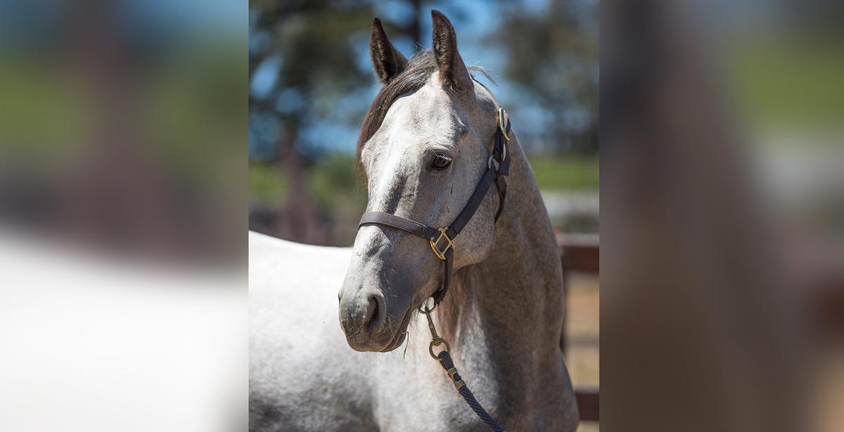 The Space Force Recruits 5-Year-Old Wild Mustang for Its Conservation Program