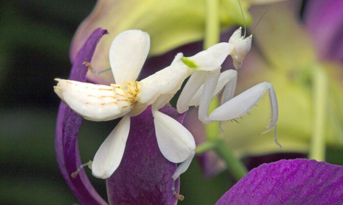 Did That Flower Eat a Butterfly? This Incredible Insect Mimics Orchids Better Than Actual Ones