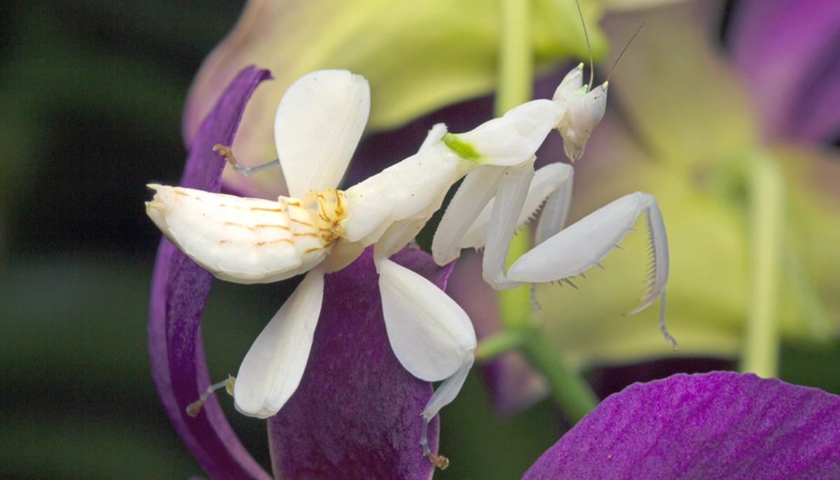 Did That Flower Eat a Butterfly? This Incredible Insect Mimics Orchids Better Than Actual Ones