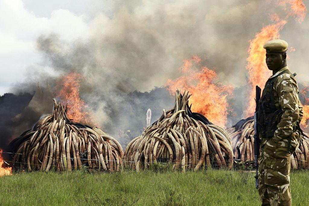 A ranger stands in front of burning ivory stacks at Nairobi National Park after a total ban on trading in tusks and horns, on April 30, 2016. (CARL DE SOUZA/AFP via Getty Images)