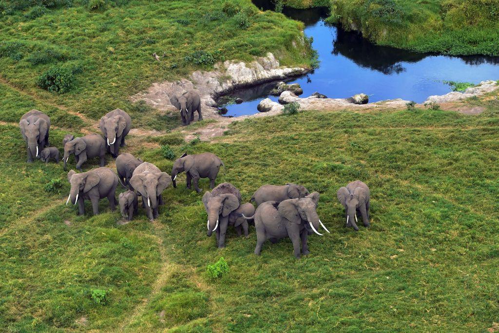 Elephants photographed near a water source during a trial run for an aerial census at the Amboseli National Park, southern Kenya, on June 21, 2018 (TONY KARUMBA/AFP via Getty Images)
