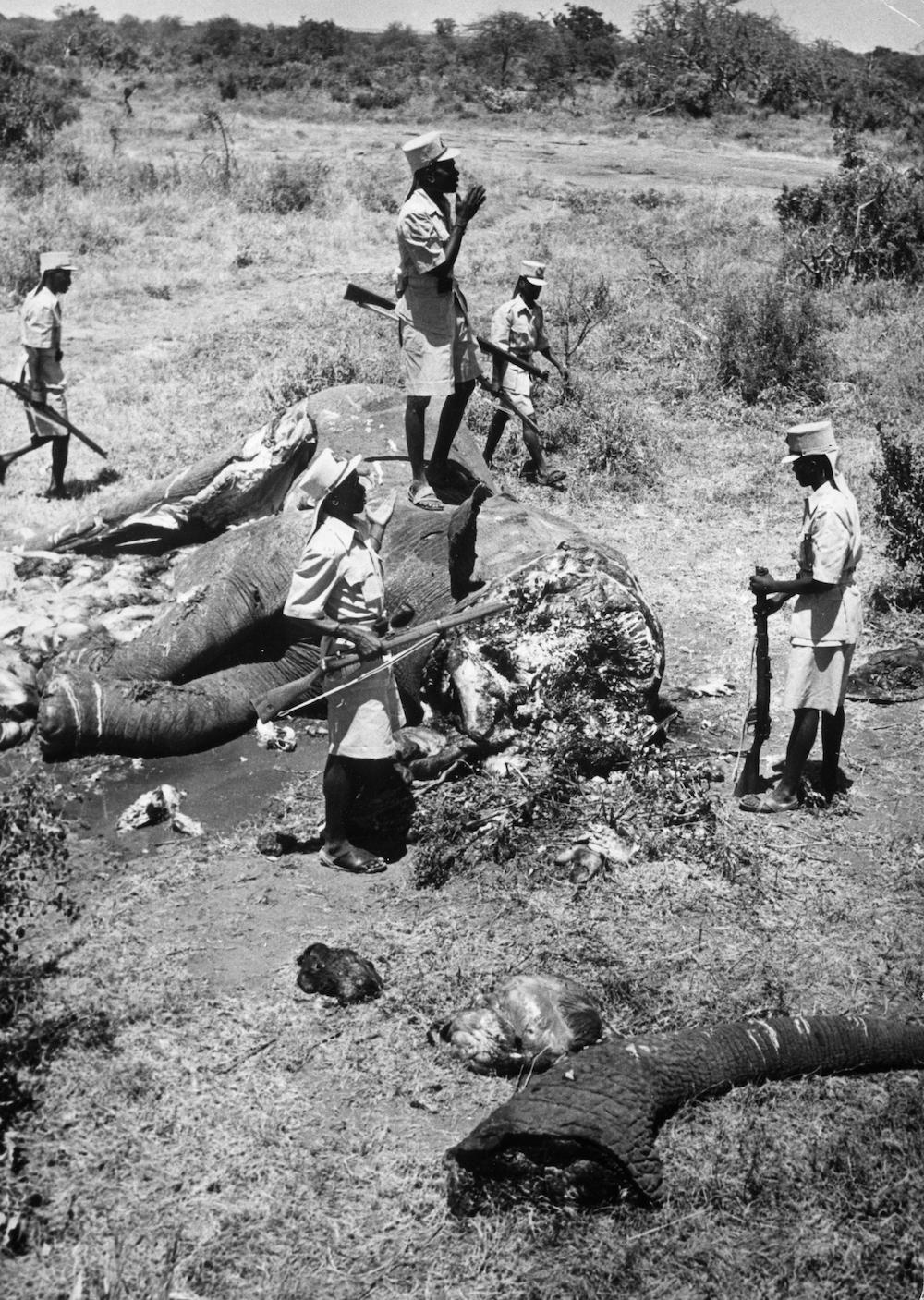 Kenyan ivory poachers surround a dead elephant with its tusks removed in August 1973 (Keystone Features/Getty Images)
