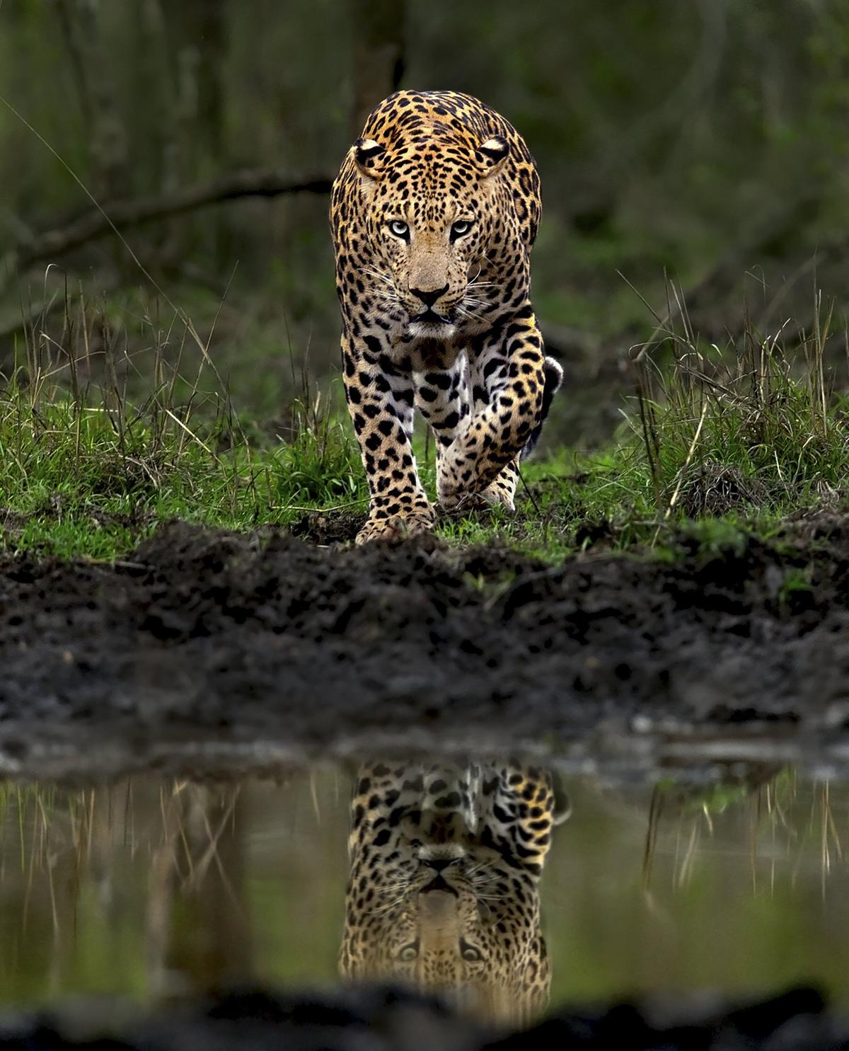 Cleopatra pictured approaching a watering hole (Courtesy of <a href="https://www.instagram.com/mithunhphotography/">Mithun H.</a>)