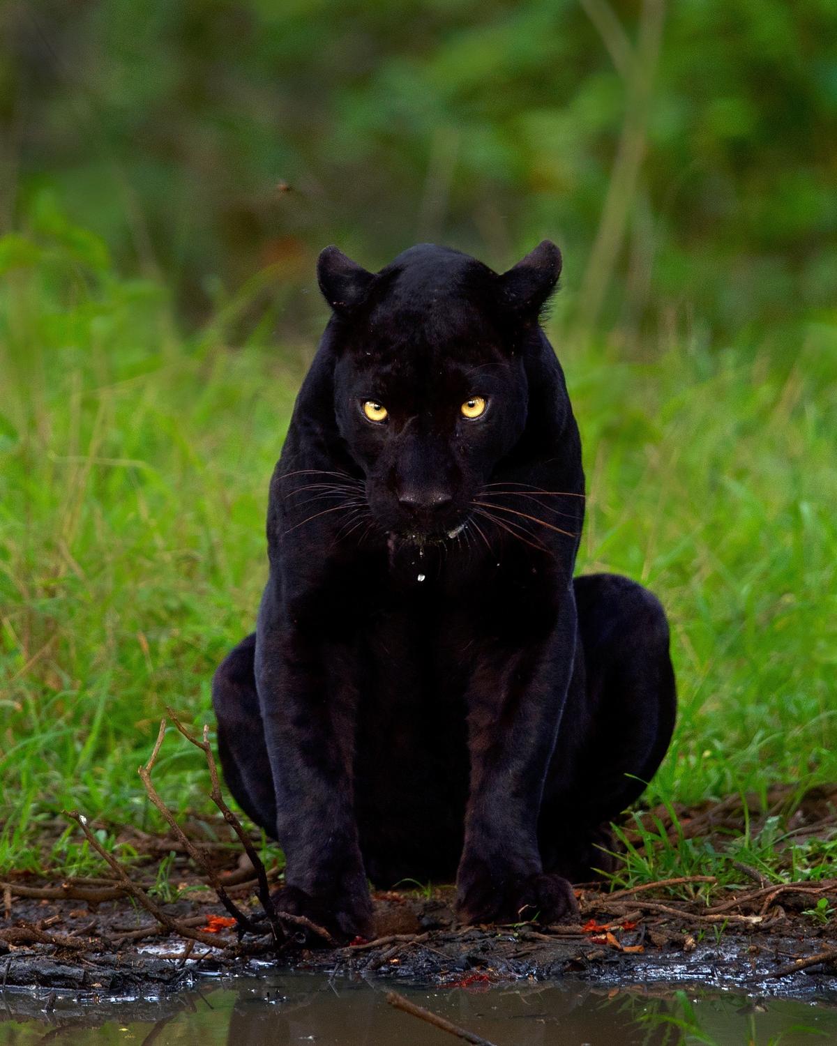 Another of Mithun H.'s favorite photographs of black panther Saaya (Courtesy of <a href="https://www.instagram.com/mithunhphotography/">Mithun H.</a>)