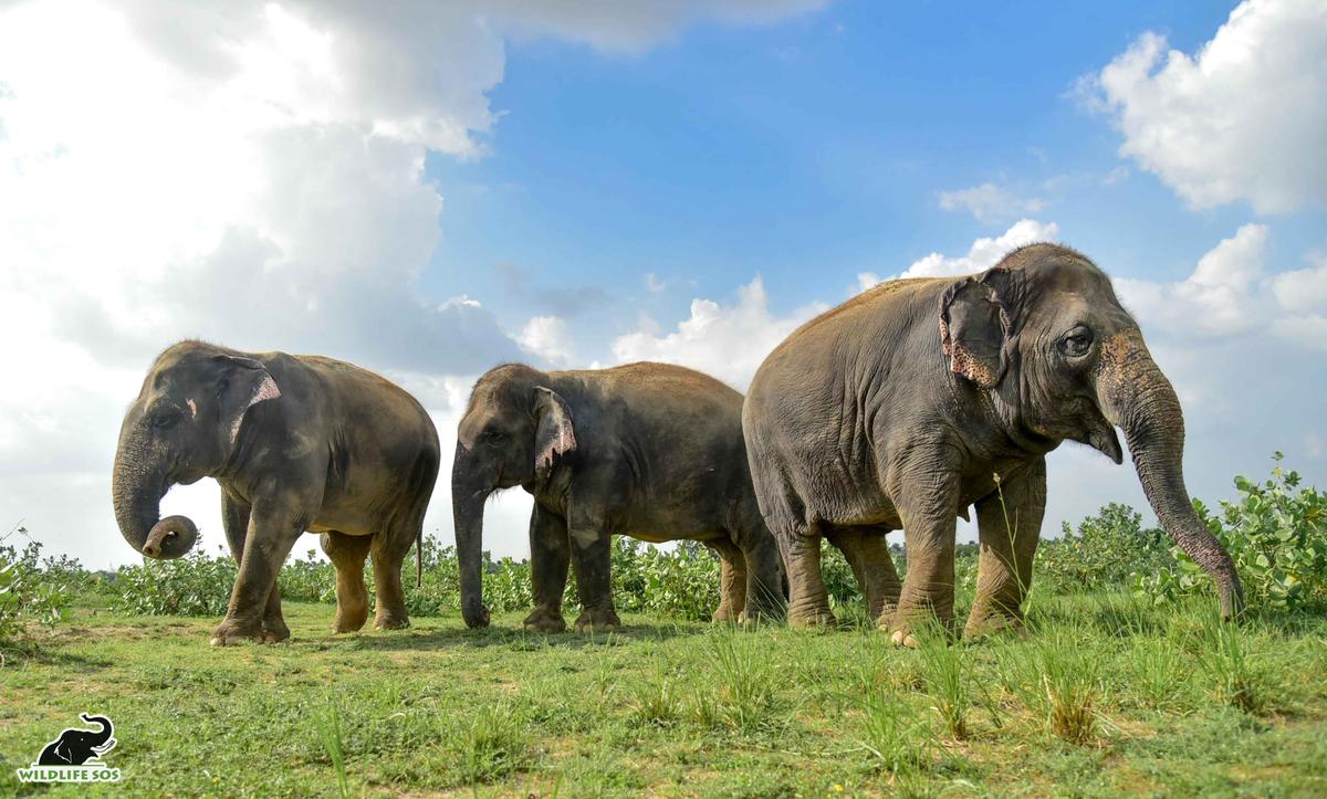 (L–R) Bijli, Chanchal, and Laxmi at the Wildlife SOS Elephant Conservation & Care Center, Mathura, India. (Courtesy of Wildlife SOS)