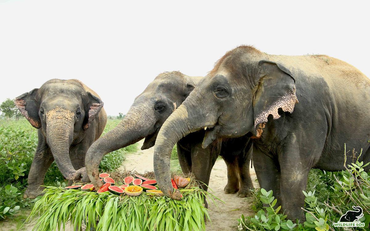 (L–R) Laxmi tucks in to fresh watermelons and pumpkins with her companions, Bijli and Chanchal. (Courtesy of Wildlife SOS)