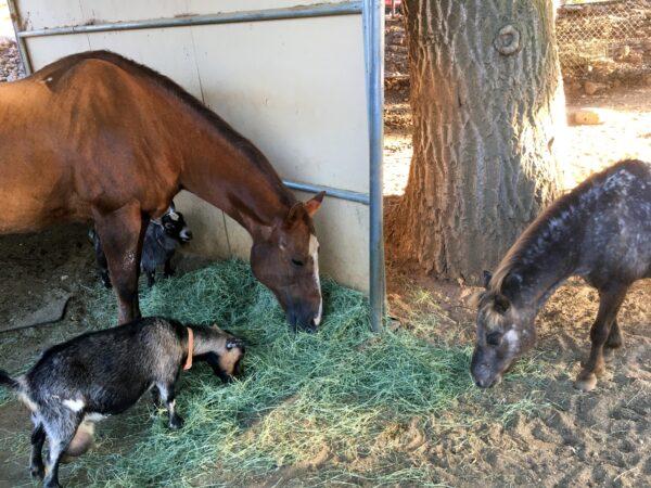 Lynn Warren’s horses, Baby (L) and Dixie, are happy to be back at home sharing some fresh hay with the goats. (Courtesy of Lynn Warren)