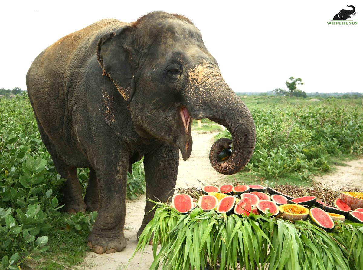 Laxmi's healthy jumbo feast at the Wildlife SOS Elephant Conservation & Care Center in Mathura, India. (Courtesy of Wildlife SOS)