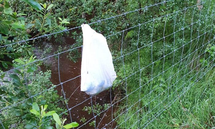 ‘Heartless’: Newborn Puppies Abandoned in Plastic Bag Hung on Barbwire Fence Get Rescued