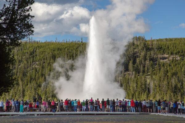 Old Faithful erupts in Yellowstone National Park. (Courtesy of National Park Service)