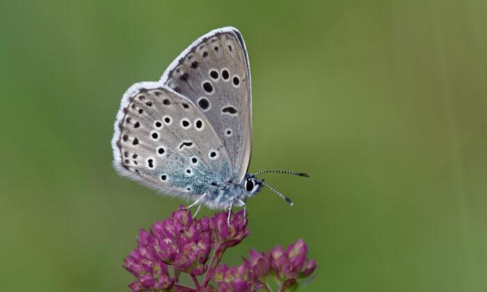 Rare Large Blue Butterfly That Was Previously Extinct Successfully Reintroduced to the UK
