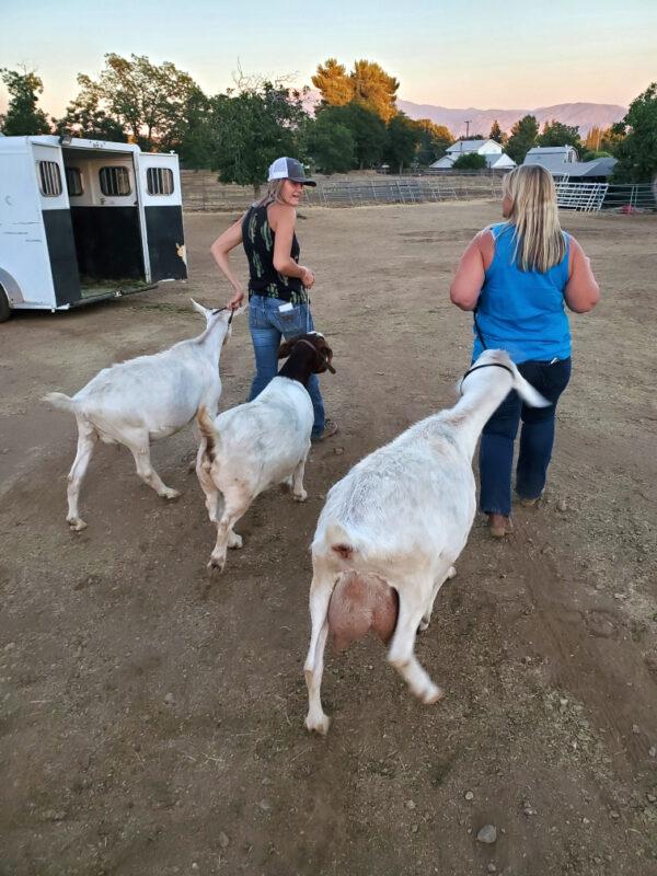 Dorothy Kliewer (R) helps to evacuate a neighbor’s goats not long after the Apple Fire started in Cherry Valley, Calif., on July 31, 2020. (Courtesy of Dorothy Kliewer)