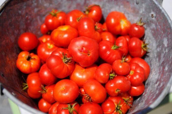 Santorini tomatoes. (Yiannis Velissaridis/Shutterstock)