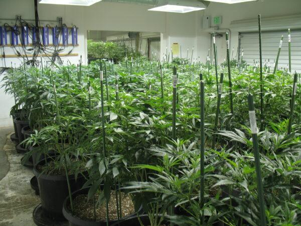A room full of black market marijuana plants is seized by the DEA in Colorado. (DEA)