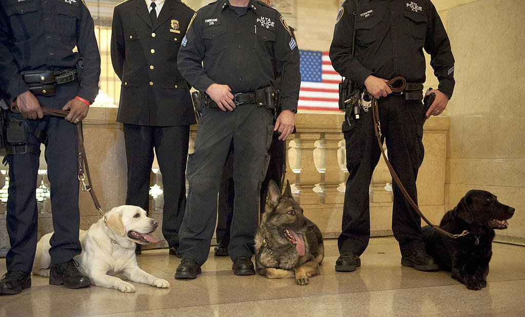 Members of the transit police K-9 unit pose at an American Kennel Club expo in New York City on Jan. 27, 2010 (DON EMMERT/AFP via Getty Images)