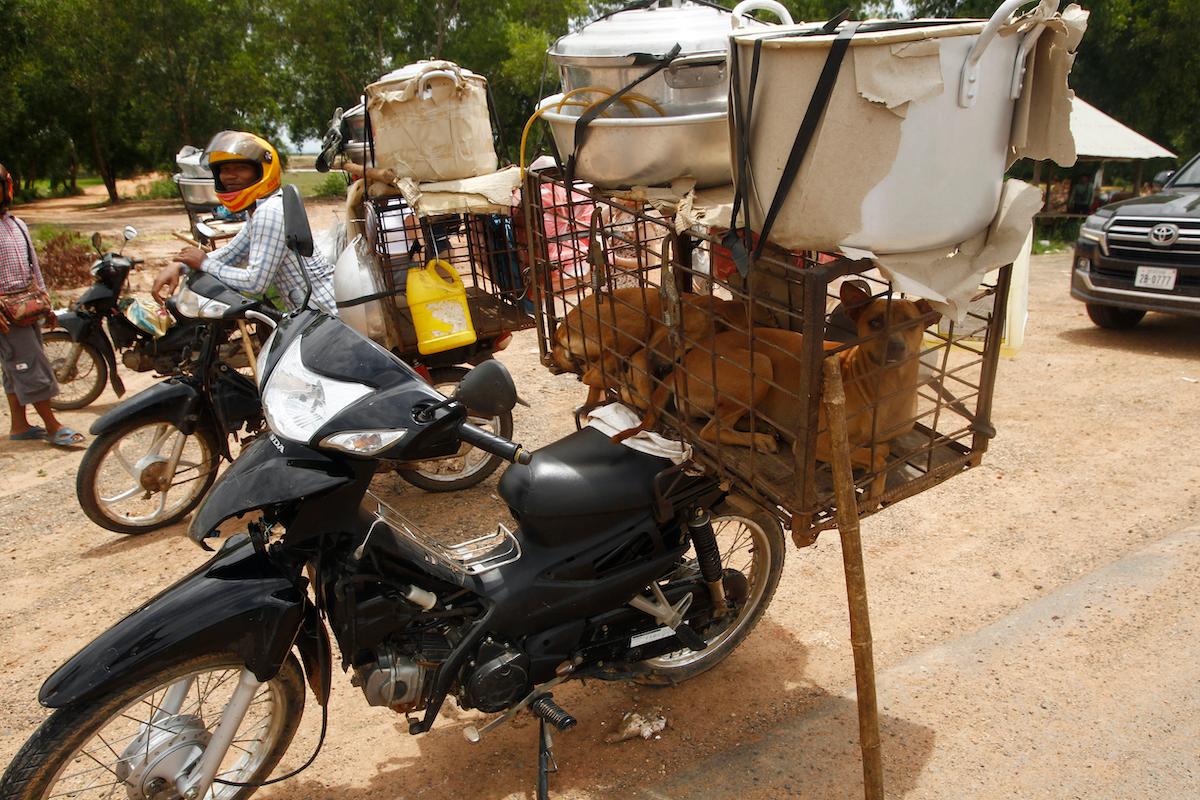Dogs placed in a cage are carried on the back seat of a motorbike as they are supposed to be sold to slaughterhouses in a Buddhist pagoda in Tang Krasang Village in Kampong Thom Province, north of Phnom Penh, Cambodia, Wednesday, Aug. 5, 2020. (Heng Sinith/AP)