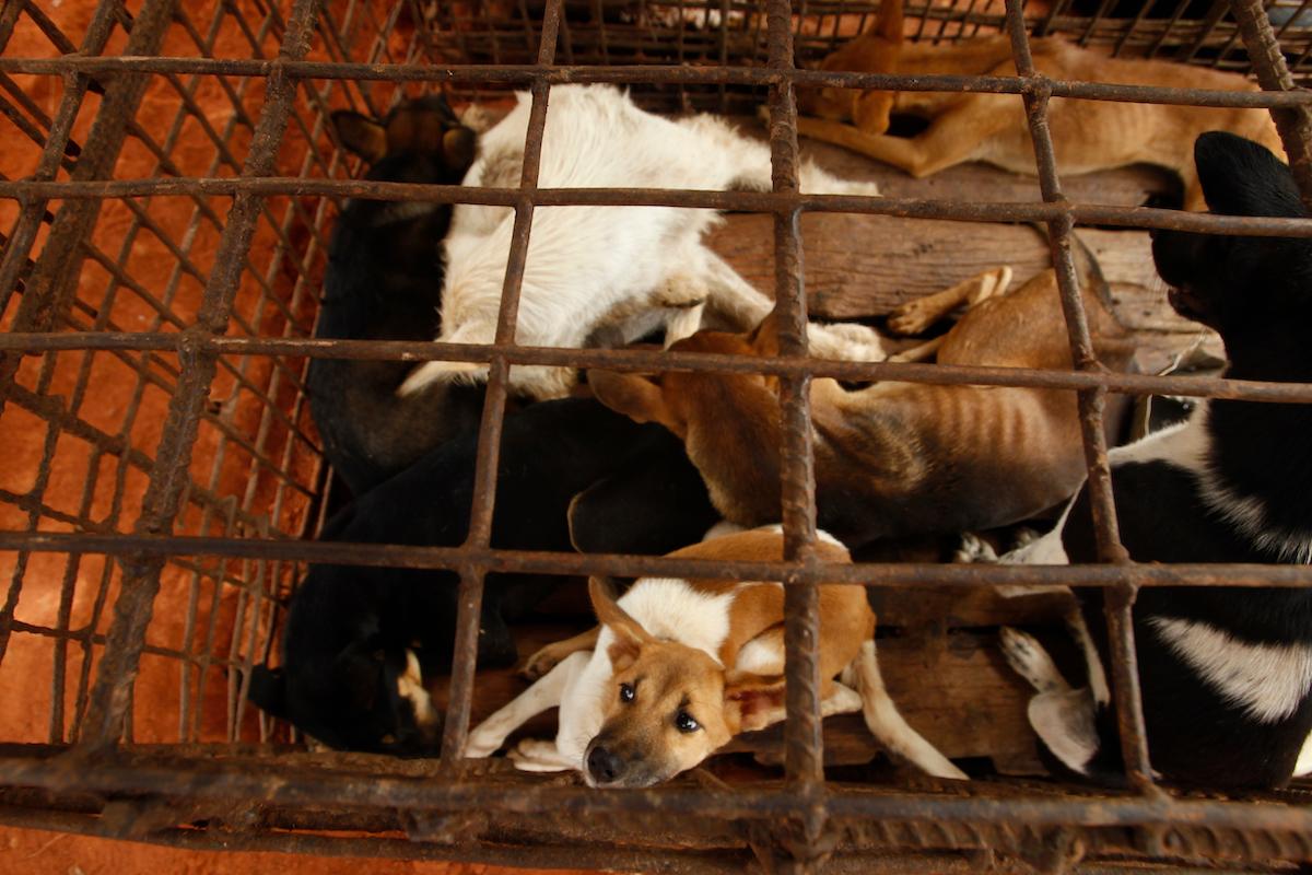 Dogs lie in a cage in a slaughterhouse as they wait for FOUR PAWS International to rescue them at Chi Meakh Village in Kampong Thom Province, north of Phnom Penh, Cambodia, Wednesday, Aug. 5, 2020. (Heng Sinith/AP)