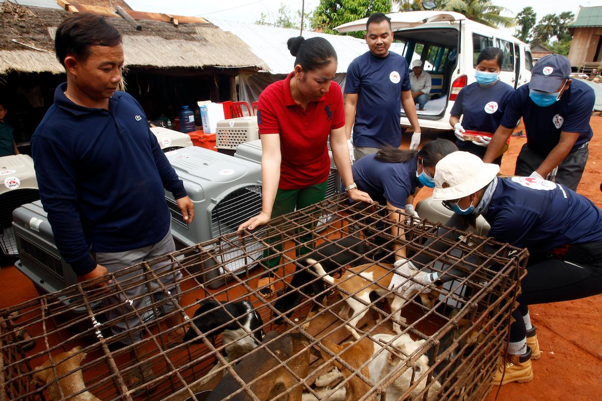 A couple from a slaughterhouse, Buth Pith and Khath Hach, second from the left, stand as they watch staff members of FOUR PAWS International take out the dogs from a big cage at Chi Meakh Village in Kampong Thom Province north of Phnom Penh, Cambodia, Wednesday, Aug. 5, 2020. (Heng Sinith/AP)
