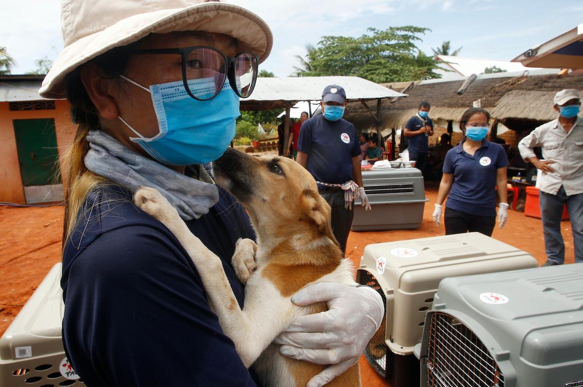 A staff member of FOUR PAWS International holds a dog before putting it into a cage at Chi Meakh Village in Kampong Thom Province, north of Phnom Penh, Cambodia, Wednesday, Aug. 5, 2020. (Heng Sinith/AP)