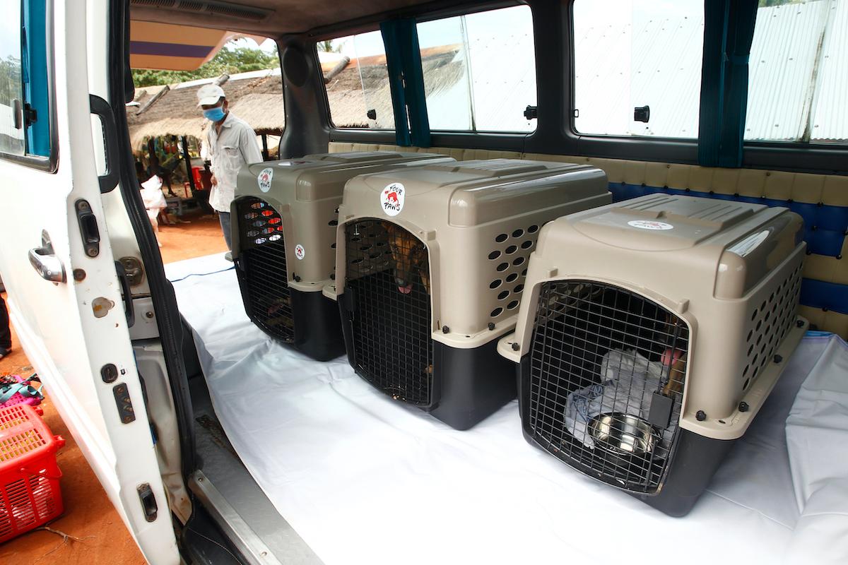 Dogs lying in cages are placed in a van in a slaughterhouse as they wait for FOUR PAWS International to transport them to the main city from Chi Meakh Village in Kampong Thom Province to Phnom Penh, Cambodia. (Heng Sinith/AP)