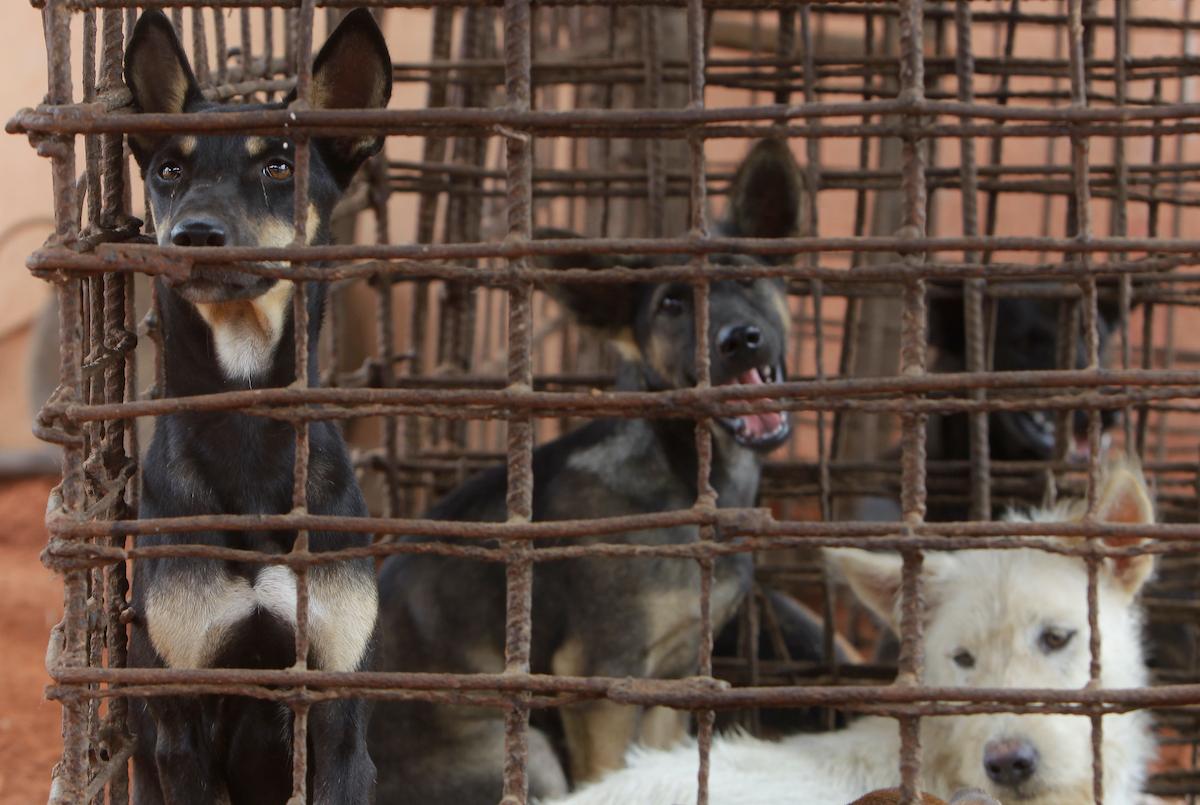Dogs lie in a cage in a slaughterhouse as they wait for FOUR PAWS International to rescue them at Chi Meakh Village in Kampong Thom Province, north of Phnom Penh, Cambodia. (Heng Sinith/AP)