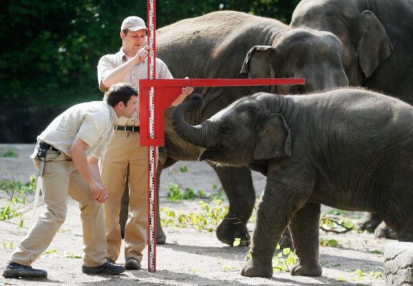 Zookeepers rank high in terms of having a sense of purpose. In this file photo, an Asian elephant is measured by zookeepers during a baby animals inventory at Hagenbeck Zoo in Hamburg, Germany. (Joern Pollex/Getty Images)
