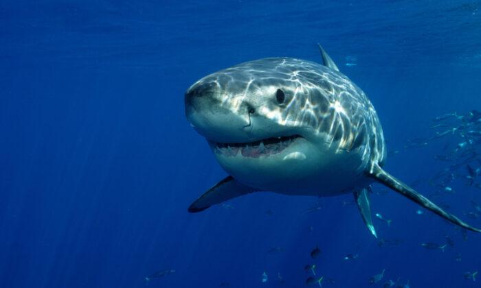 New Dataset Containing 230 Years Worth of Human-Shark Encounters to Help Keep Swimmers Safe