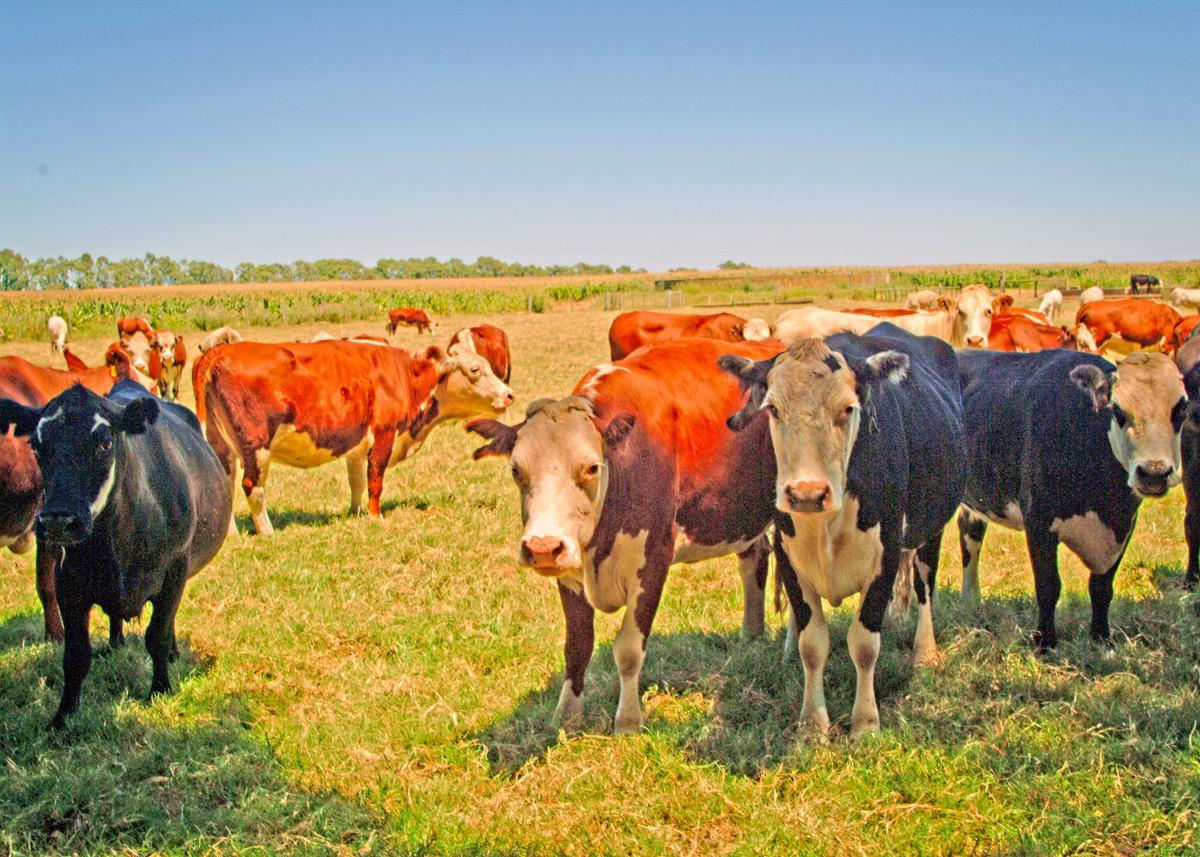 In Uruguay cattle graze only on the grassy plains and are not fed any peculiar additives, which explains why Uruguayan beef is so tasty. (Copyright Fred J. Eckert)