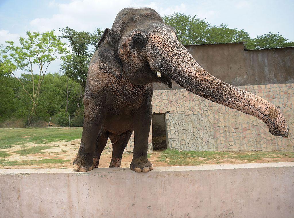 Kaavan pictured at Islamabad's zoo in Pakistan on June 30, 2016. (AAMIR QURESHI/AFP via Getty Images)