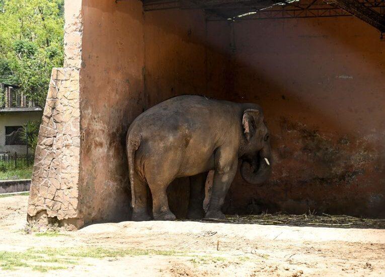 Kaavan stands under the meager cover of his shed within his enclosure at the zoo on May 22, 2020. (AAMIR QURESHI/AFP via Getty Images)