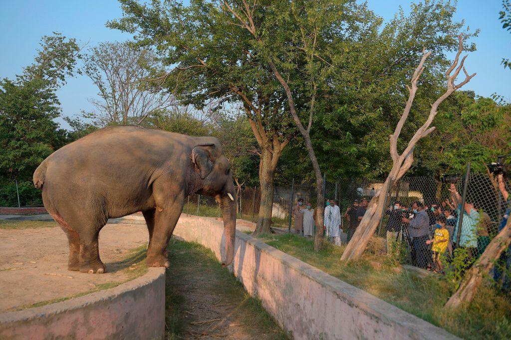 Kaavan photographed by the media as he stands behind a fence at Islamabad Zoo, Pakistan, on July 18, 2020. (FAROOQ NAEEM/AFP via Getty Images)