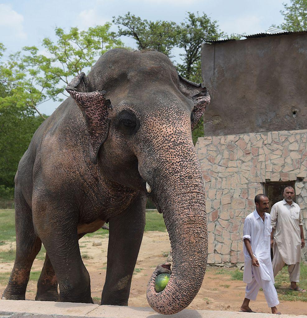 Kaavan, the 35-year-old Asian elephant, pictured taking a walk with Islamabad Zoo caretakers on June 30, 2016 (AAMIR QURESHI/AFP via Getty Images)