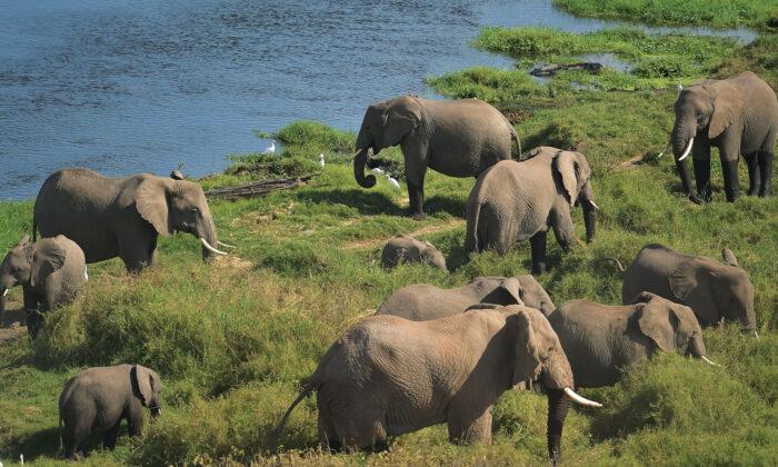 Kenya ‘Tames’ Elephant Poaching, Sees Elephant Numbers Double in Past 3 Decades