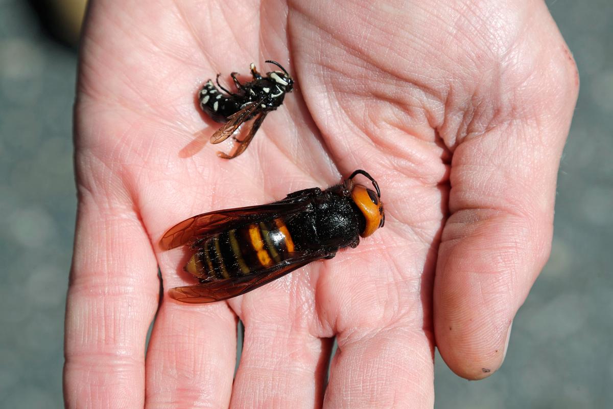 Washington State Department of Agriculture entomologist Chris Looney displays a dead Asian giant hornet, bottom, a sample sent from Japan and brought in for research, next to a native bald-faced hornet collected in a trap on May 7, 2020, in Blaine, Washington. (ELAINE THOMPSON/POOL/AFP via Getty Images)