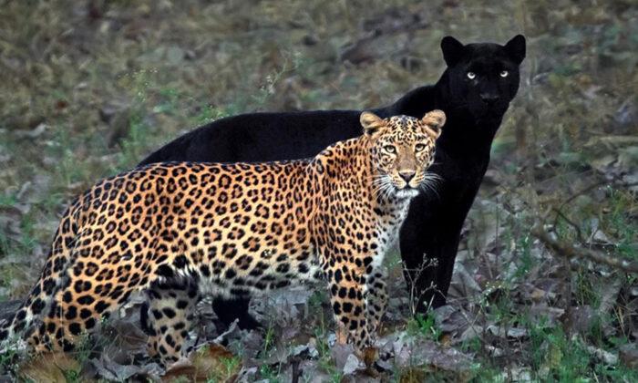 Photographer Takes ‘Once-in-a-Lifetime’ Shot of Black Panther and Spotted Leopard Mate