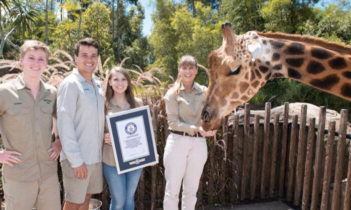 Australia Zoo’s 18-Foot-8-Inch Towering Giraffe ‘Forest’ Is the World’s Tallest