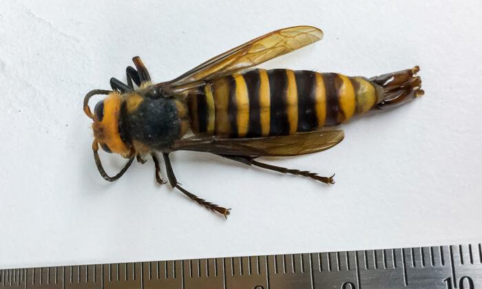 First Male ‘Murder Hornet’ Ever Found in the US Captured in Washington State