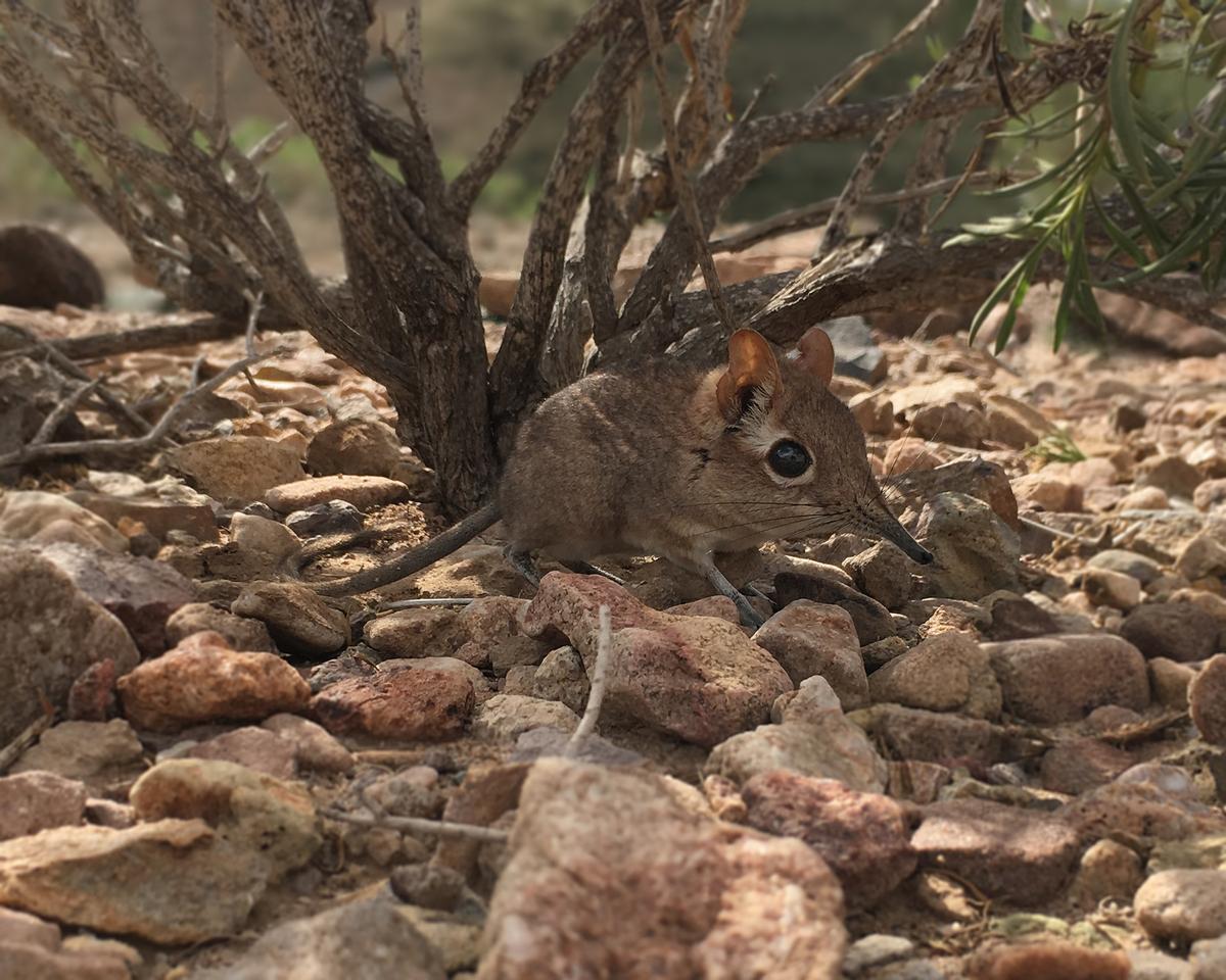 Scientists working in the Horn of Africa have documented the existence of a remarkable little mammal called the Somali elephant shrew—or Somali sengi—for the first time since the 1970s. (Courtesy of Steven Heritage)