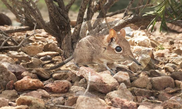 Tiny Adorable Elephant Shrew Documented in Horn of Africa for First Time in Nearly 50 Years