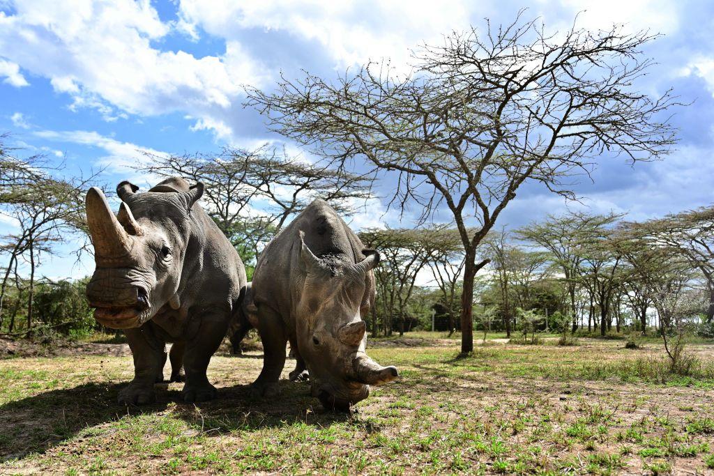 A picture from May 28, 2019, shows the world's last female pair of northern white Rhinoceros, Najin (L) with her daughter Fatu in their enclosure at Ol-Pejeta conservancy at Laikipia's county headquarters, Nanyuki. - Ol-Pejeta. (TONY KARUMBA/AFP via Getty Images)