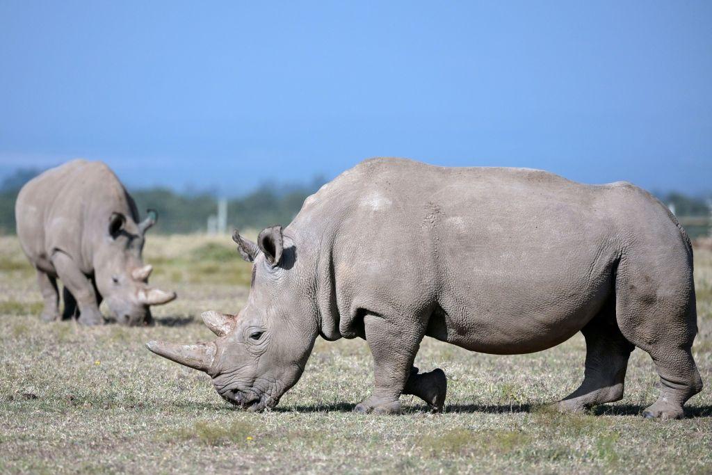 Najin (foreground) and Fatu, two female northern white rhinos, and the last two northern white rhinos left on the planet, graze in their secured paddock on Aug. 23, 2019, at the Ol Pejeta Conservancy in Nanyuki. (TONY KARUMBA/AFP via Getty Images)