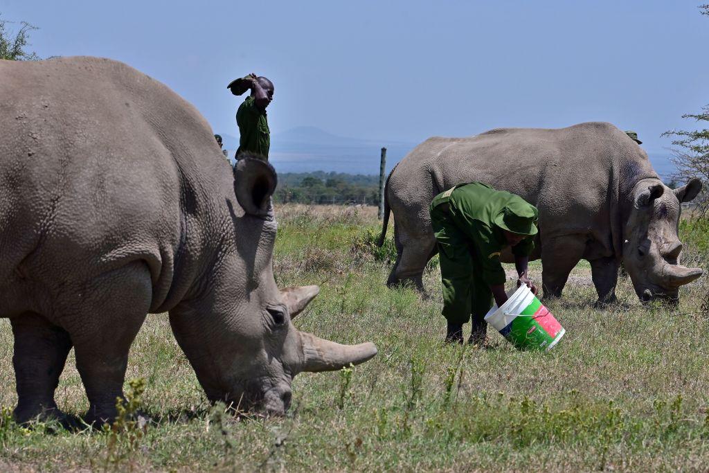 Caretakers feed carrots to Fatu and her mother, Najin, 30, two female northern white rhinos, in their secured paddock on Aug. 23, 2019, at the Ol Pejeta Conservancy in Nanyuki. (TONY KARUMBA/AFP via Getty Images)